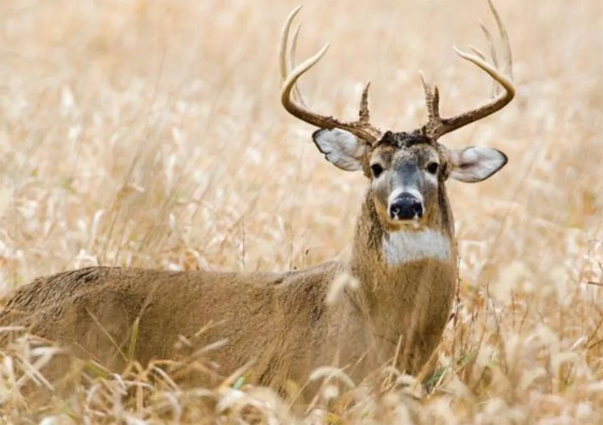 missouri, hunting, hunting season, deer hunting, 